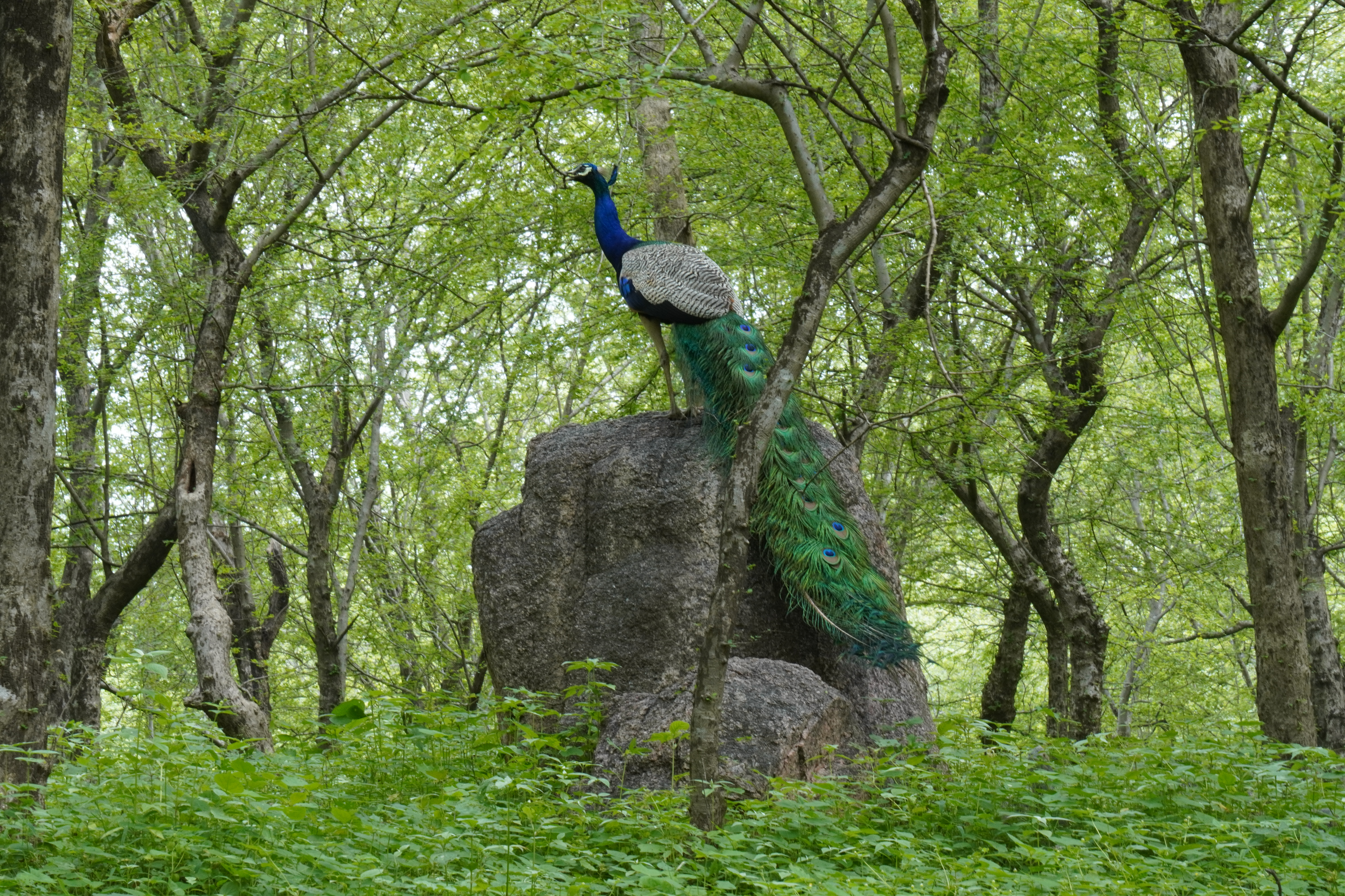 Orchha Wildlife Sanctuary: A Serene Haven for Nature Lovers
