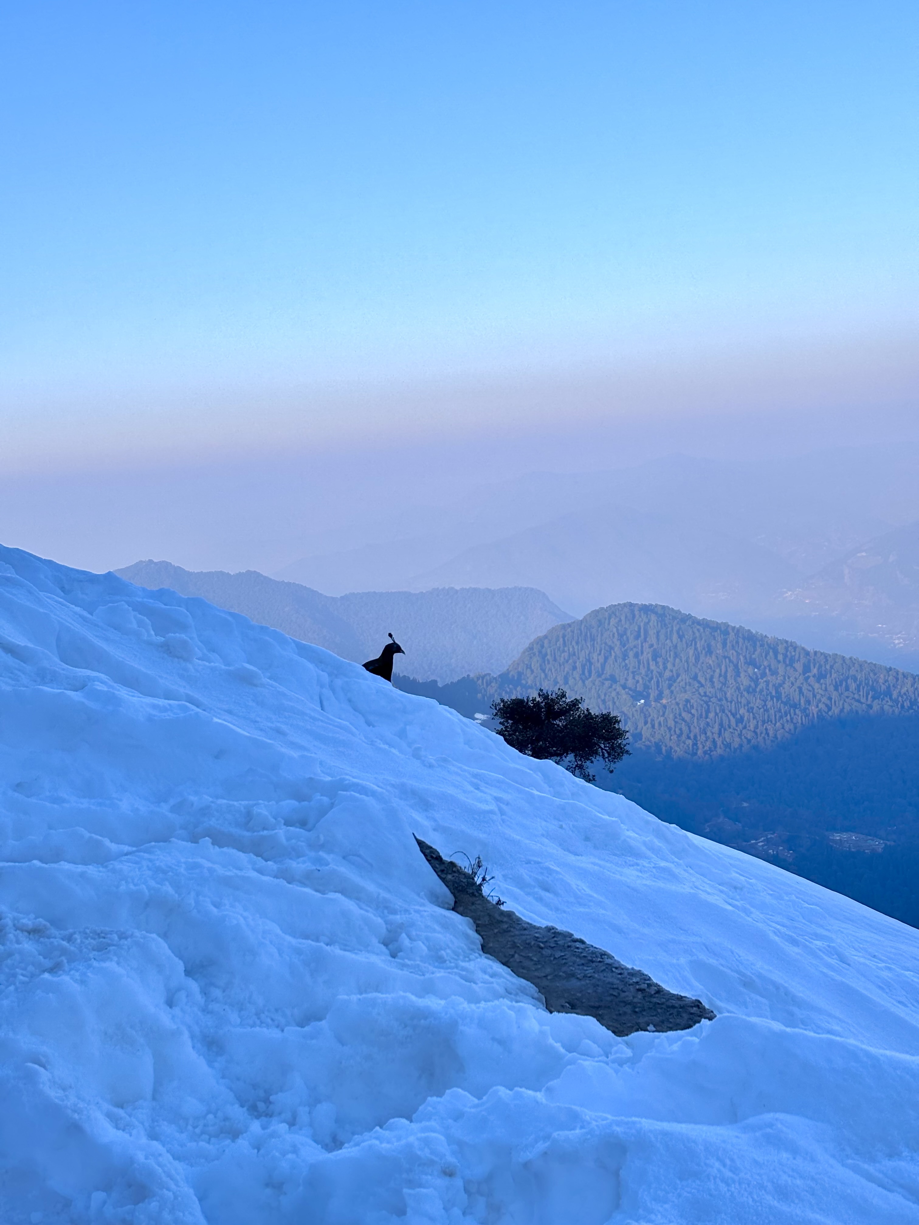 Capturing Monal at Tungnath!