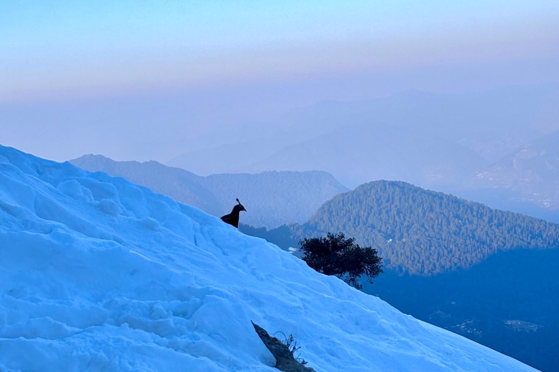 Capturing Monal at Tungnath!