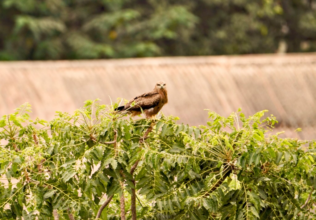 A Black Kite perched on a green shrub with urban scenery in the background.