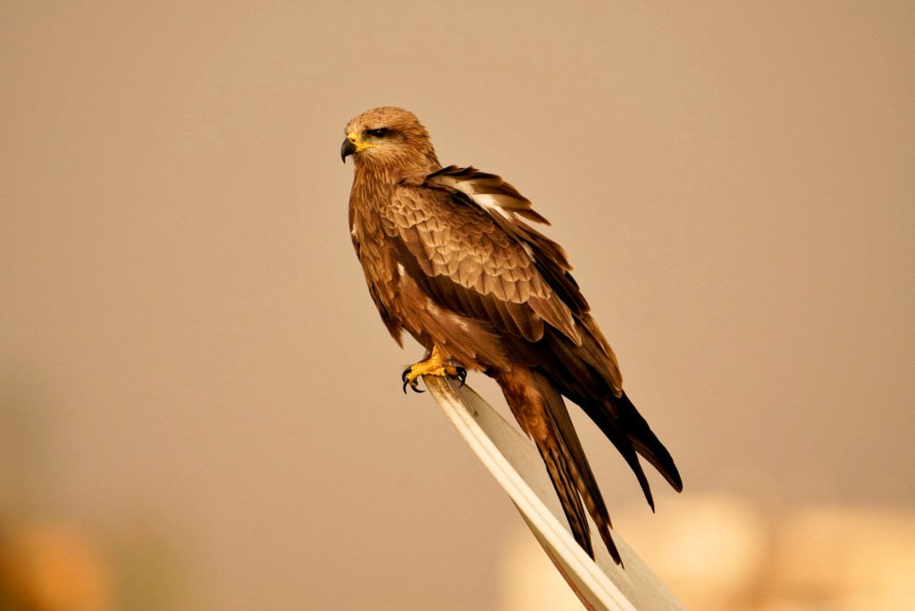 A Black Kite (Milvus migrans) perched on a pole, showcasing its brown plumage against a hazy background.